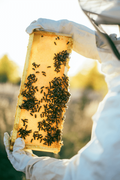 Cire d’abeille biologique entrant dans la composition de nos savons au naturel