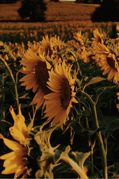 Huile de tournesol entrant dans la composition de nos savons au naturel