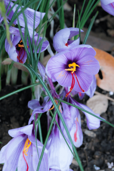 Fleurs de safran en plein floraison, biologique entrant dans la composition de nos savons au naturel